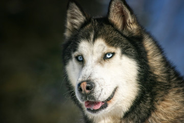 Husky