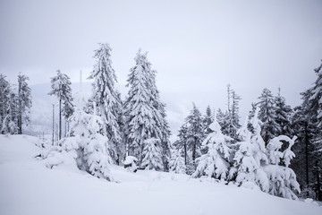Christmas background with snowy fir trees