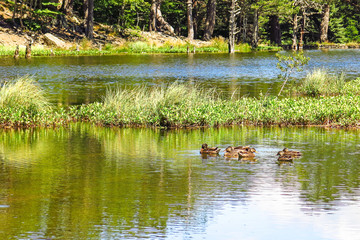 View of a family of ducks in the Oles pond.