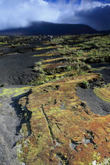 Inside the 12km.-wide volcanic caldera. Ambrym island-Vanuatu. 5876