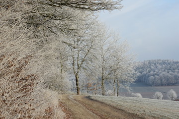 Frostiger Waldrand