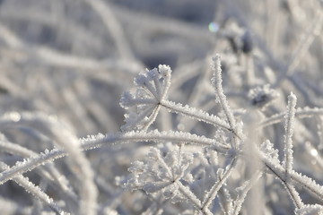 Wiesenkerbel inmitten von Grashalmen von Eis überzogen
