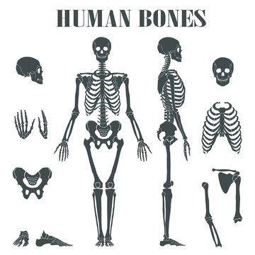 Human skeleton with different parts.