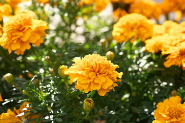 マリーゴールド