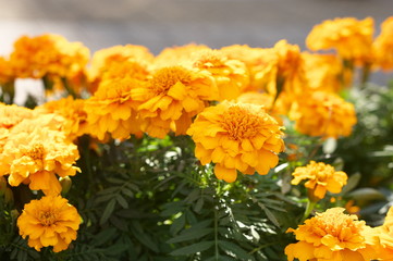 マリーゴールド