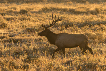 Bull Elk in the Fall Rut