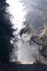 Nebliger Winterwald mit Sonnenstrahlen