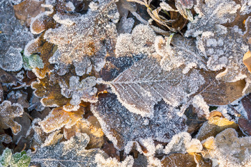 Herbstlaub mit Raureif
