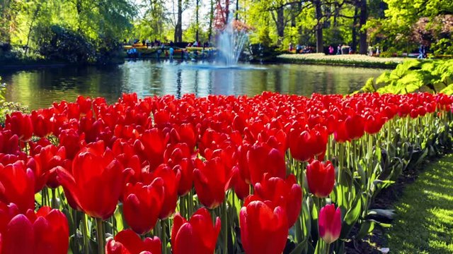 Flower landscape with beautiful red tulips in spring park. Flower background. Panoramic view