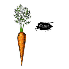 Carrot hand drawn vector illustration. Vegetable Isolated object. Detailed vegetarian food