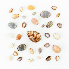 Shells. Flat lay