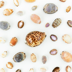 Shells. Flat lay