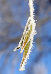 Frostige Bätter der Trauerweide