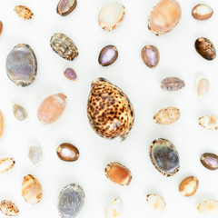 Shells. Flat lay