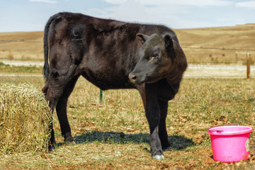 Fototapeta premium Calf