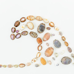 Shells. Flat lay