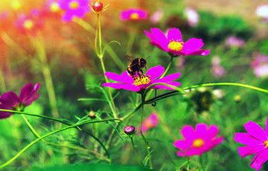 insect bumble bee pollinates  flower at sunset.