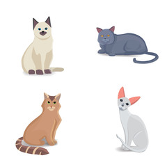 Fototapeta na wymiar Collection Cats of Different Breeds. Vector isolated cat on white background. Home animal or pets. Fanny kittens faces