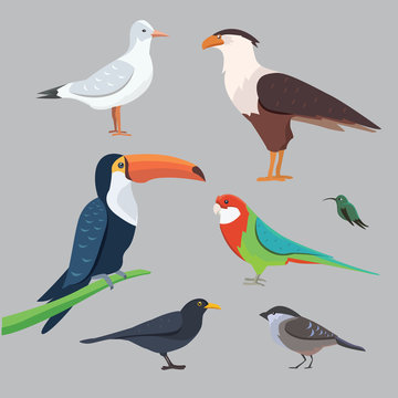 Popular birding species collection