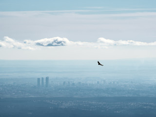 Far aerial view of Madrid city with a vulture flying over it.