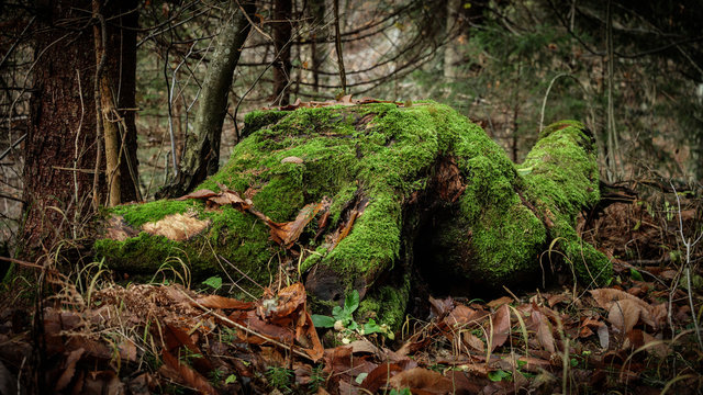 Old moss-covered rotting tree stump in the forest