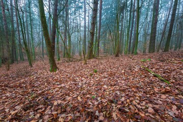 Beautiful autumnal forest landscap