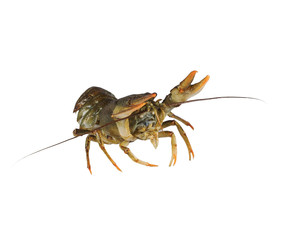 Living green crayfish isolated on white background.