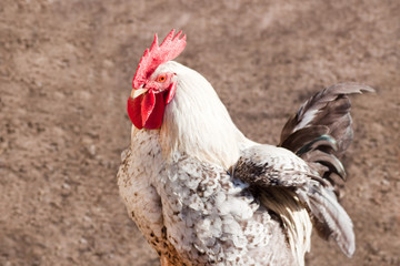 Rooster in the poultry yard.