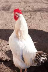 Rooster in the poultry yard.
