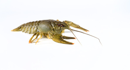 Crayfish on a white background