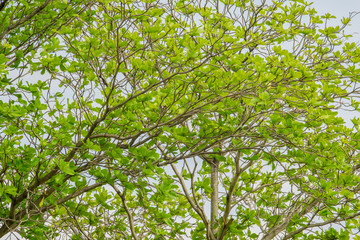 Branches of tree with fresh green foliage and blue sky. low angle view. (Terminalia catappa)