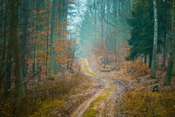 Fototapeta premium Fall forest with beautiful colors and sandy road
