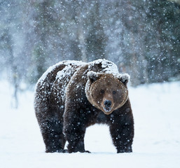 Naklejka premium brown bear walking in the snow