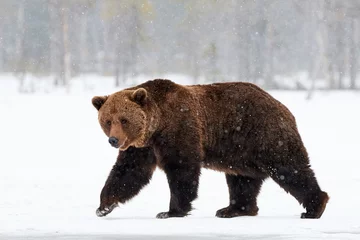 Fototapeten brown bear walking in the snow © lucaar