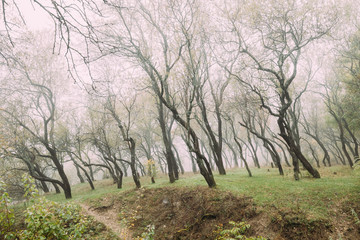 Autumn Misty Deciduous Forest Landscape