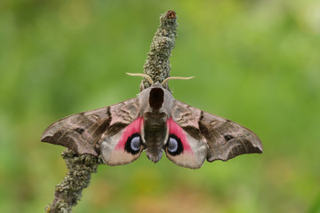 Naklejka premium Eyed Hawkmoth(Smerinthus ocellatus)