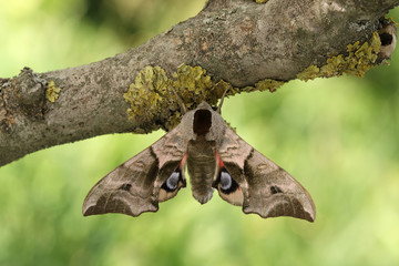 Fototapeta premium Eyed Hawkmoth(Smerinthus ocellatus)