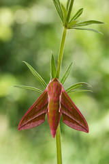 Fototapeta premium Elephant Hawk-moth(Deilephila elpenor)