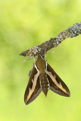 Bedstraw Hawk-moth(Hyles gallii)