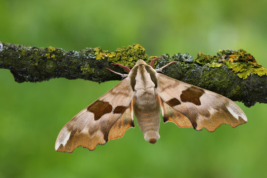 Lime hawk moth(Mimas tiliae)