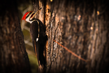 woodpecker