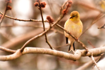 finch
