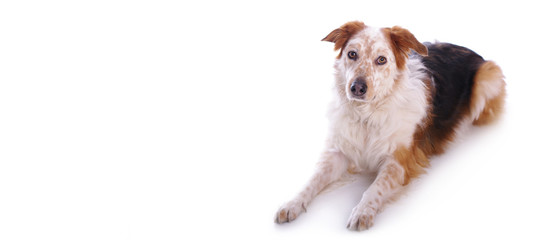 Hund vor weißem Hintergrund