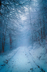 Evening in foggy winter forest