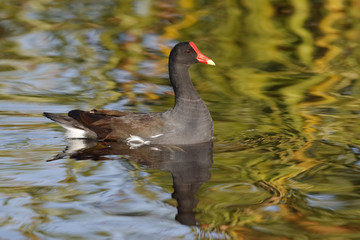 Fototapeta premium Common Gallinule swimming in a pond - Florida