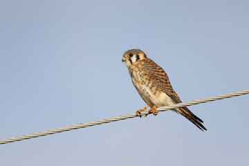 Female American Kestrel perched on a wire - Florida