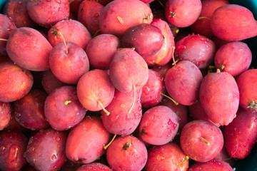 Crab Apples 