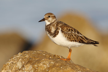 Ruddy Turnstone in fall plumage - St. Petersburg, Florida