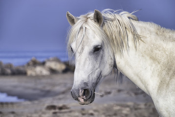 Obraz na płótnie Canvas White Stallion on the Beach