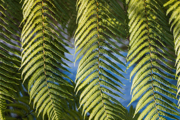 closeup of silver fern tree leaves